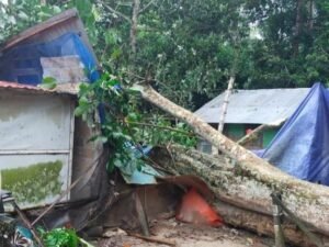 Hujan Deras Beserta Badai, Akibatkan Pohon Tumbang. Satu Keluarga Kehilangan Tempat Tinggal