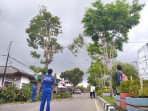 Perkimtan Bontang Pangkas Pohon yang Berbahaya Bagi Pengguna Jalan