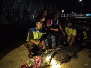 Buaya Tiga Meter Di Laut Selambai Lok Tuan Dievakuasi