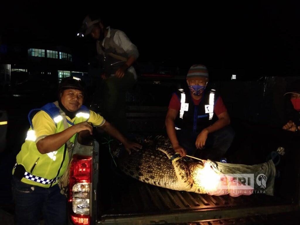 Proses penangkapan buaya oleh BKSDA Kaltim (doc. Istimewa)