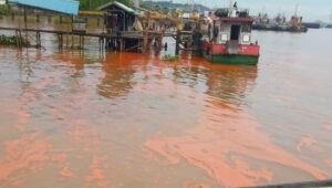 Soal Tumpahan Minyak Sawit di Perairan Mahakam, JATAM: Pemerintah Segera Lakukan Investigasi dan audit lingkungan