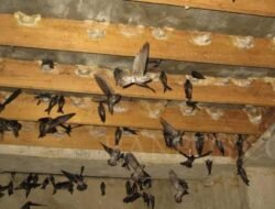Dewan Akan Maksimalkan Sarang Burung Walet Untuk PAD