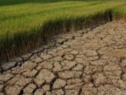Perlu Diversifikasi Pangan dan Inovasi Teknologi Untuk Meningkatkan Ketahanan Pangan