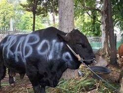 Jumlah Sapi Kurban Disumbangkan Prabowo Subianto se Indonesia, 38 Provinsi Seluruhnya Dapat